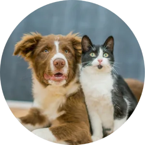 Pet friendly