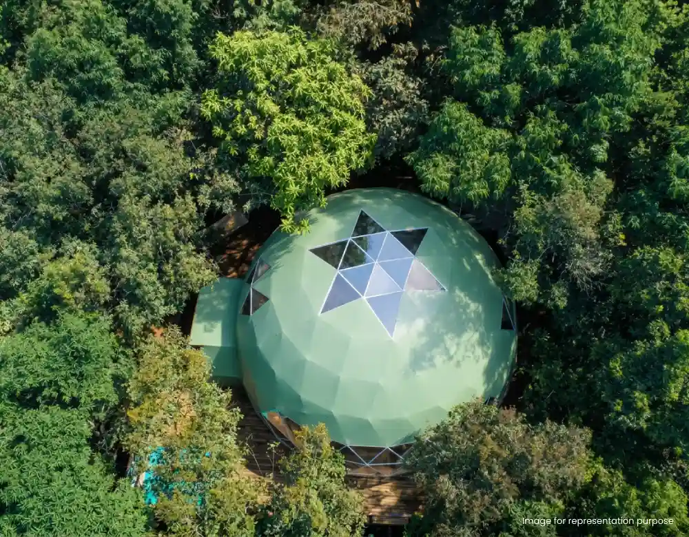 Cocoon In The Forest